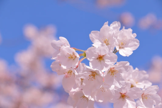 【お花見】お花見の時に実はあると便利な持ち物をご紹介!持ち物リストに追加すべきアイテムとは。