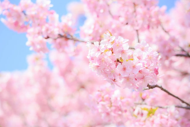 年々早くなるさくらの開花。簡単に予想できる600℃の法則とは